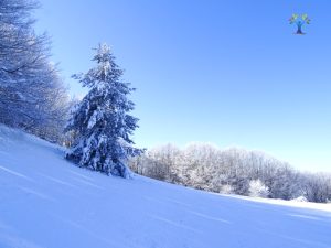 alberi-innevati