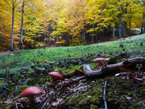 amanita-muscaria