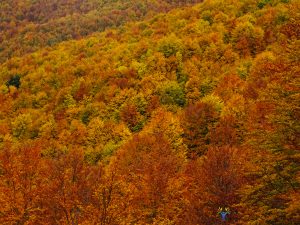 autunno-in-sila