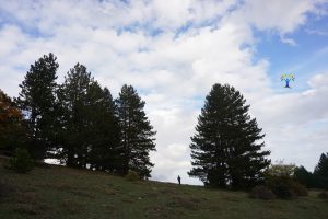 tra-gli-alberi-di-macchia-fraga