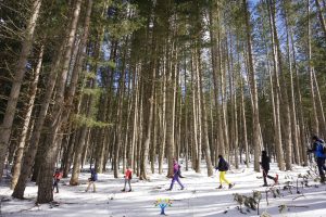 foreste pino laricio Parco nazionale della sila