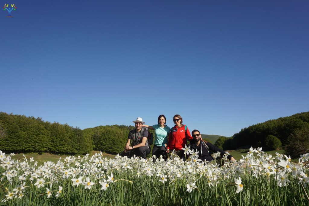 escursione tra i fiori di narciso